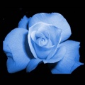 Rose bleue 001b.jpg